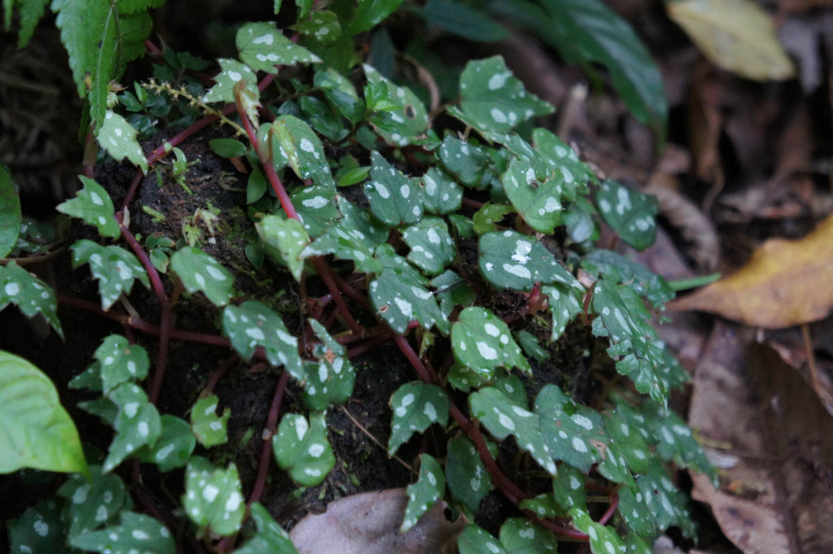 B. sarmentosa